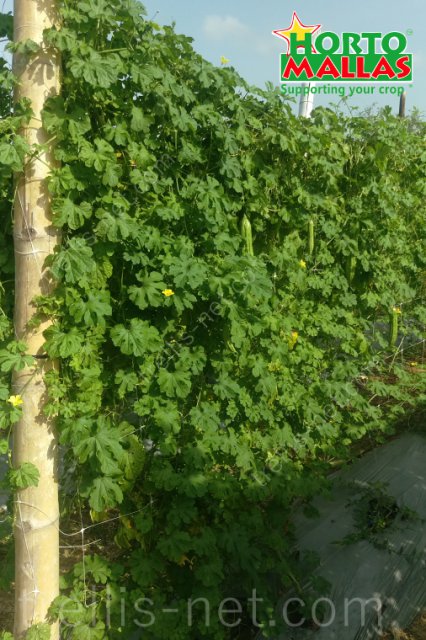 Bitter melon cultivation distribuited vertically with trellis net