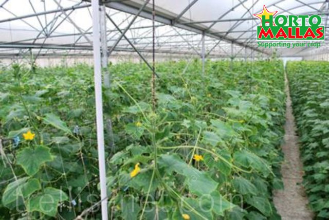 Cucumber production with trellis net inside greenhouse