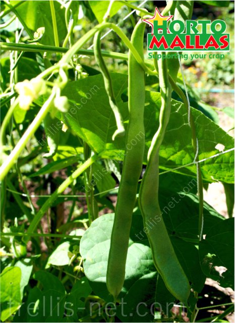 Green beans production with trellis net training