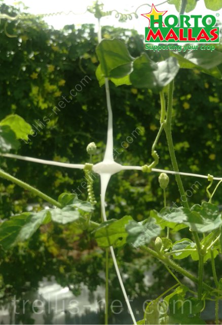 Tendrils netting on vertical vine production