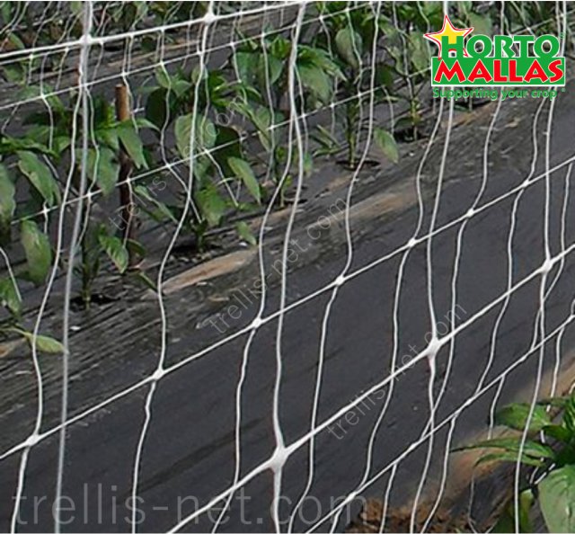 Trellis net training pepper at greenhouse production